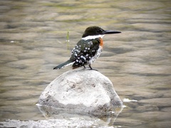 Chloroceryle americana