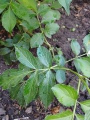 Sambucus canadensis