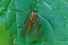 Rhagio tringarius