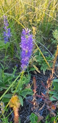 Veronica spicata