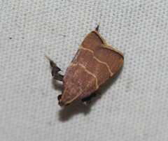 Parachma ochracealis