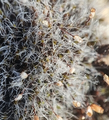 Grimmia