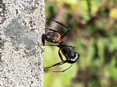 Camponotus cruentatus