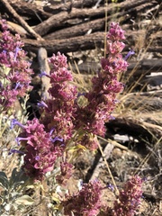 Salvia pachyphylla