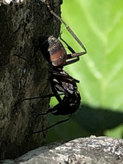 Camponotus cruentatus