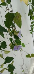 Xylocopa latipes