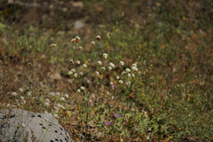 Eriogonum nudum