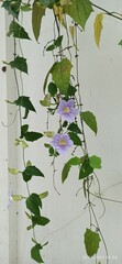 Xylocopa latipes
