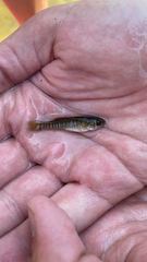 Fundulus diaphanus