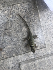 Sceloporus cyanogenys