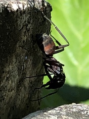 Camponotus cruentatus