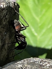 Camponotus cruentatus