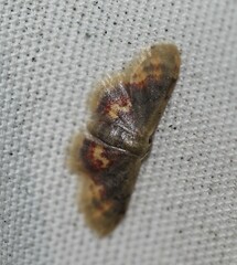Idaea scintillularia