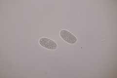 Podosphaera myrtillina