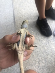 Sceloporus cyanogenys