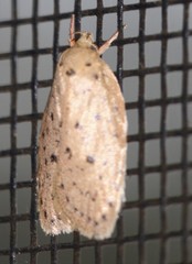 Garrha atripunctatella