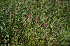 Agastache urticifolia
