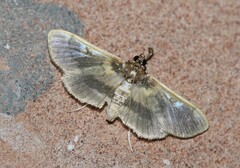 Apilocrocis brumalis