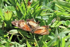 Junonia sophia