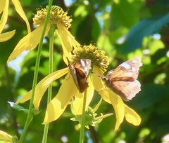 Libytheana carinenta