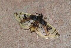 Compacta hirtalis