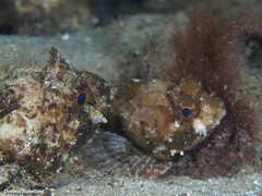 Scorpaena porcus