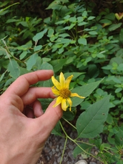 Helianthus decapetalus