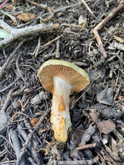 Lactarius deliciosus
