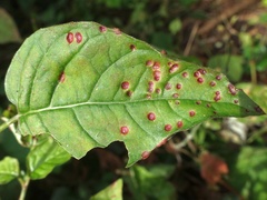 Puccinia circaeae