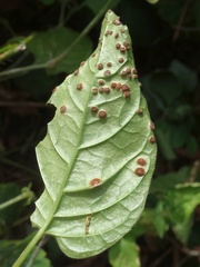 Puccinia circaeae