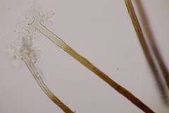 Podosphaera myrtillina