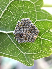Nezara viridula