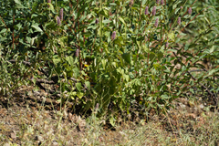 Agastache urticifolia