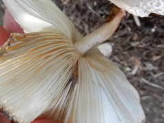 Leucoagaricus americanus