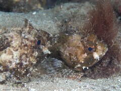 Scorpaena porcus