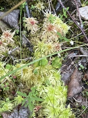 Sphagnum magellanicum