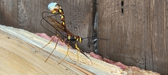 Megarhyssa nortoni