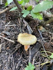Lactarius deliciosus