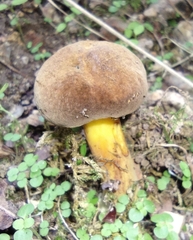 Boletus auripes