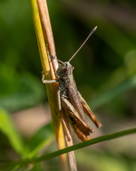 Gomphocerippus rufus