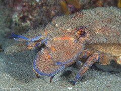 Scyllarides latus