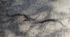 Lampropeltis triangulum