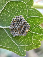 Nezara viridula