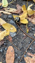 Cepaea