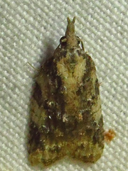 Platynota exasperatana