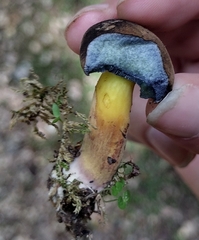 Boletus auripes