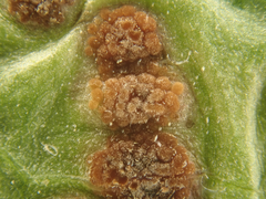 Puccinia circaeae