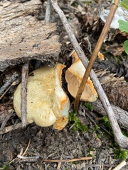 Lactarius deliciosus