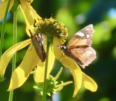 Libytheana carinenta