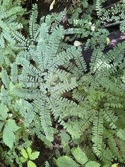 Adiantum pedatum